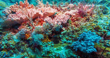 Fishes and Sea Bottom of Ecosystem