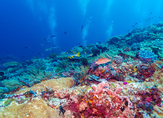 Fototapeta na wymiar Underwater Landscape with Sweetlips Fishes
