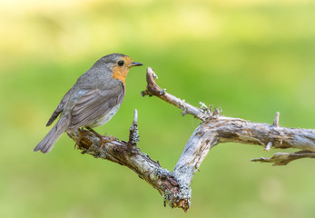 Robin