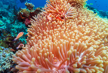 Naklejka na ściany i meble Tropical Fishes near Colorful Coral Reef