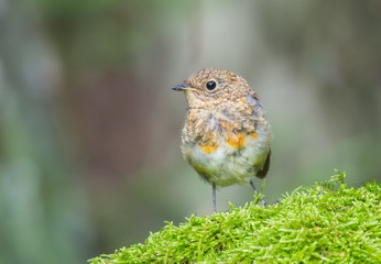 Robin
