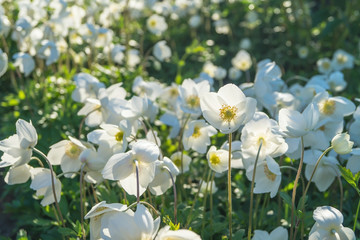 flowers anemone