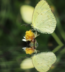 Close up common butterfly on flowers with beautiful reflection w