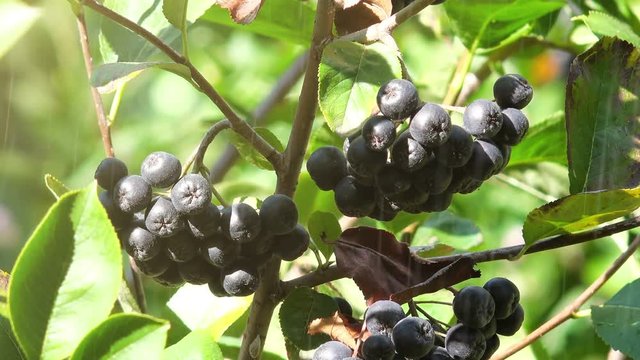Aronia berry fruitful branch in the orchard in summer shower rain
