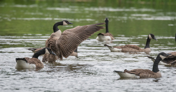 Canada Goose stands up in the water - flaps his wings in a springtime display of territory and courtship on the Ottawa River.