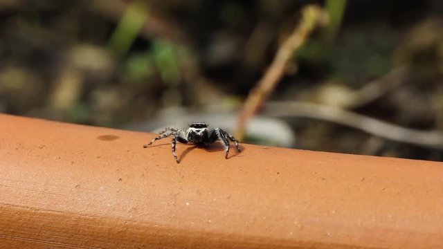 Aranha saltadora.