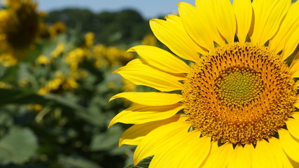 Naklejka premium Blooming sunflower heads in cultivated crop field