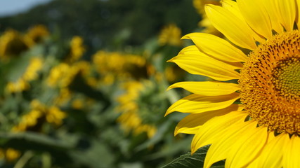 Obraz premium Blooming sunflower heads in cultivated crop field