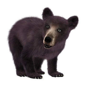 3D Rendering  Black Bear Cub on White
