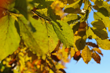 closeup of autumn leaves, blurred background