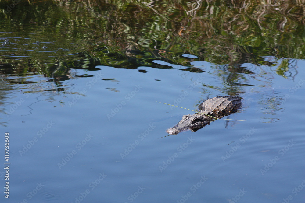 Canvas Prints american alligator