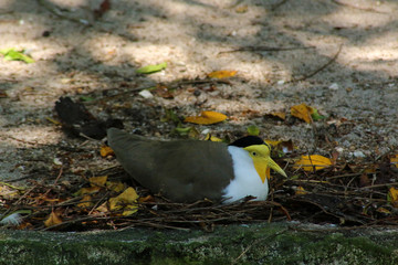 a masked lapwing bird