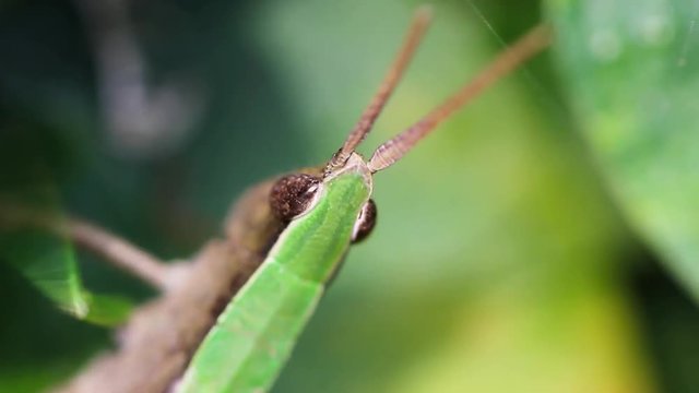 Grilo verde.