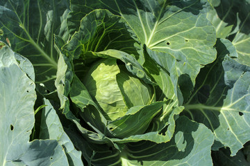Naklejka premium young cabbage in the garden