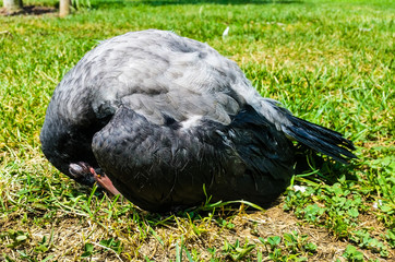 Young Crow Resting on the Soil