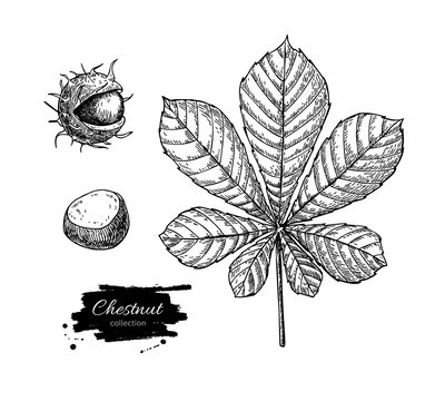 Vector chestnut leaf and nuts drawing set. Autumn elements.