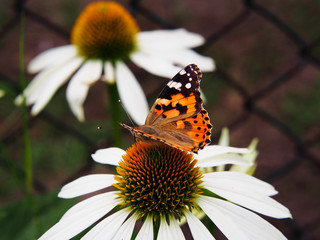 Painted lady butterfly (Cynthia cardui syn. Vanessa cardui) on Coneflower 'Coconut Lime' (Echinacea) flower.  