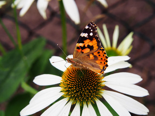 Painted lady butterfly (Cynthia cardui syn. Vanessa cardui) on Coneflower 'Coconut Lime' (Echinacea) flower.  