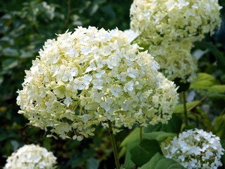 white hydrangea close up,