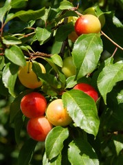 yellow plums mirabells