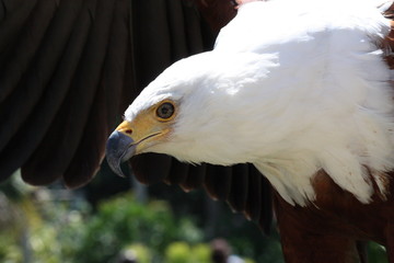 African Sea Eagle