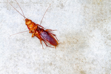 cockroach make love on concrete floor