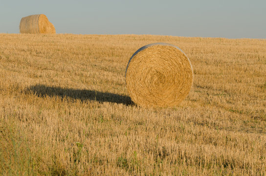Campo di rotoballe 