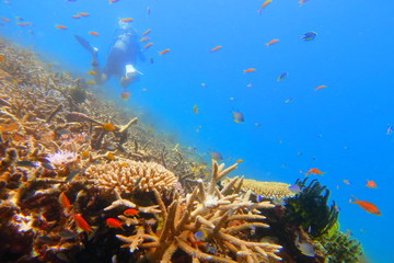 Fototapeta na wymiar 宮古島　八重干瀬の珊瑚礁で泳ぐダイバー
