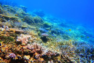 Fototapeta na wymiar 宮古島　八重干瀬の珊瑚礁