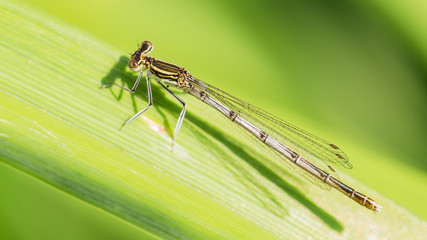 delicate dragonfly sitting on a leaf