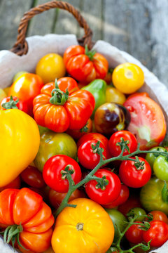 Colorful Tomatoes In Basket