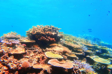 宮古島　八重干瀬の珊瑚礁