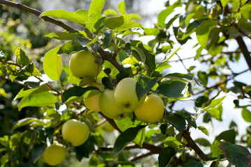 apple branch