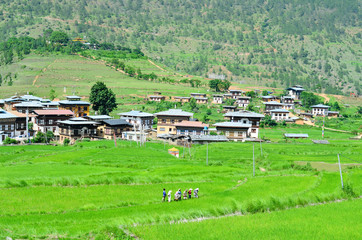 Beautiful Rice Fields in Punakha, Bhutan