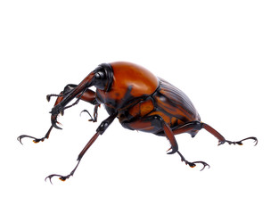 palm weevil snout beetle, Rhynchophorus ferrugineus, isolated on