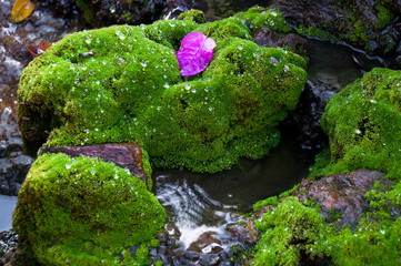 Closed up green moss in tropical forest