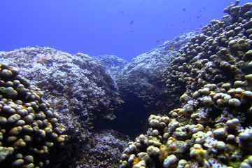 宮古島　八重干瀬の珊瑚礁