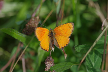 Der Dukatenfalter ist ein sehr auffälliger Schmetterling