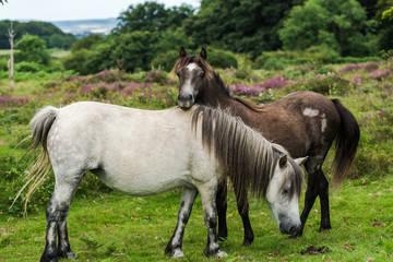 Obraz premium wild horses and heather in background