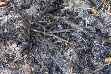 Dried leaves and branches are burned.