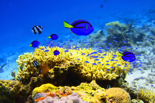 熱帯魚 Images Browse 7 303 Stock Photos Vectors And Video Adobe Stock