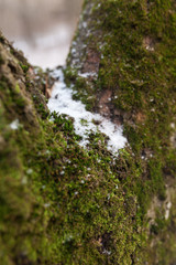 Moss with snow on tree