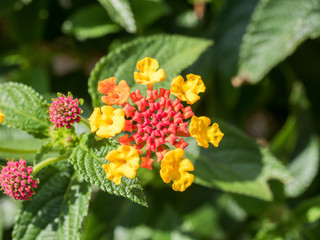 colorful flower blossoming in a garden