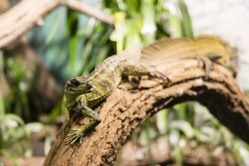 Lizard sitting on a tree trunk.