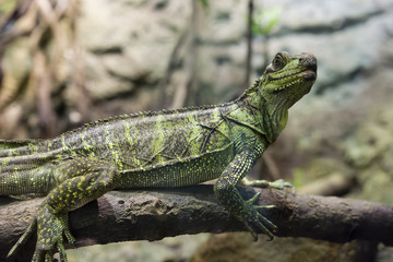 Lizard sitting on a tree trunk.