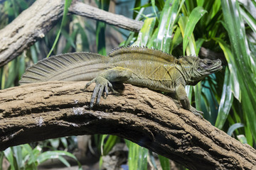 Lizard sitting on a tree trunk.