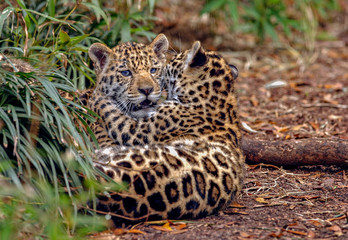 Baby Jaguars