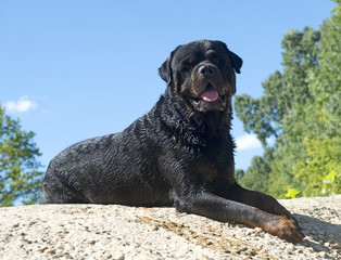rottweiler on rock