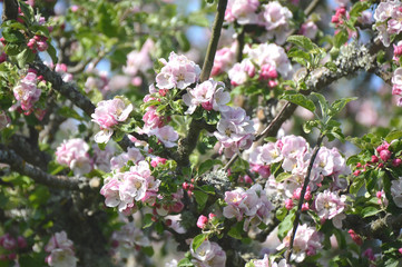 détail pommier en fleurs