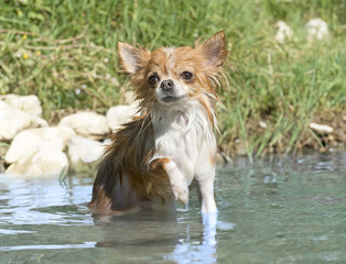 chihuahua in river